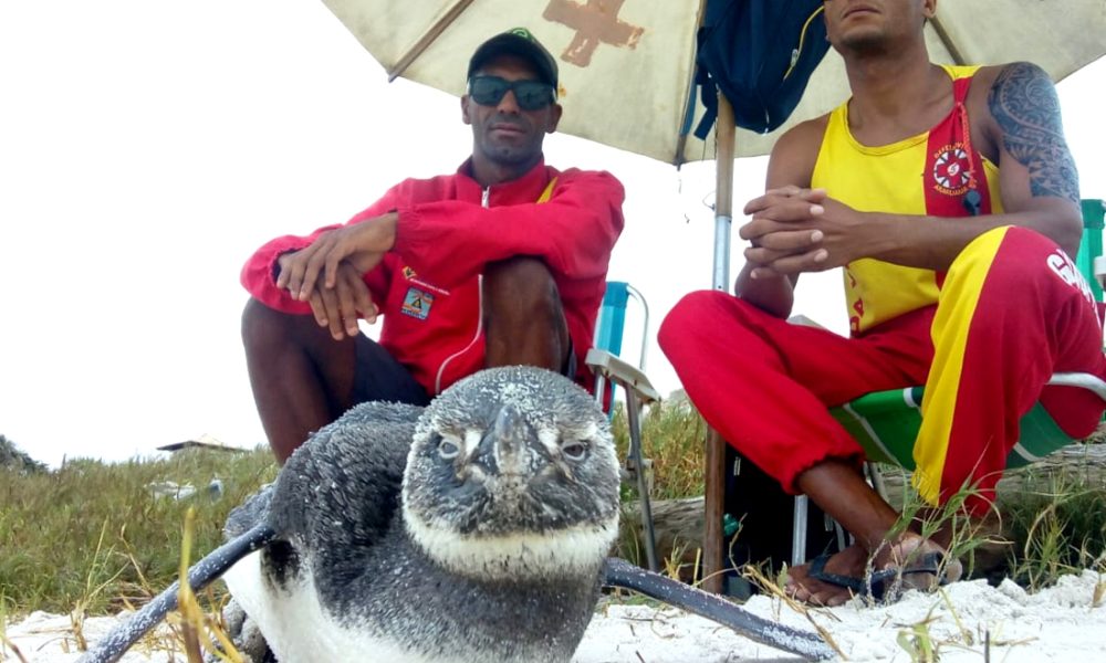 Seis pinguins são resgatados com vida na praia da Massambaba em apenas um dia